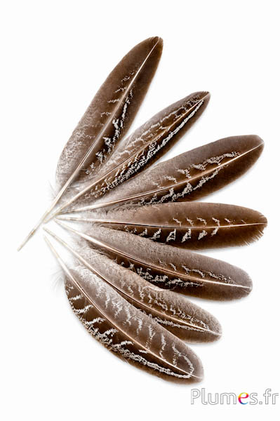 Feldfasan - 15-20 cm - natur